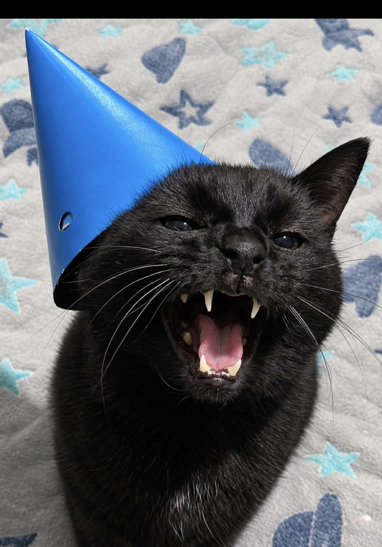 @Teefie_tribe 🐈⬛🐈⬛🐈🦷🦷