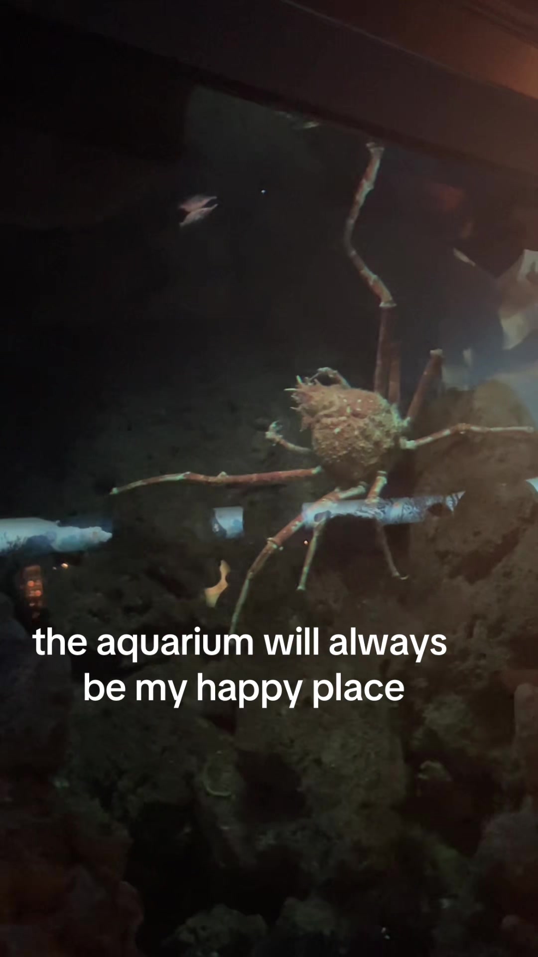 @auden