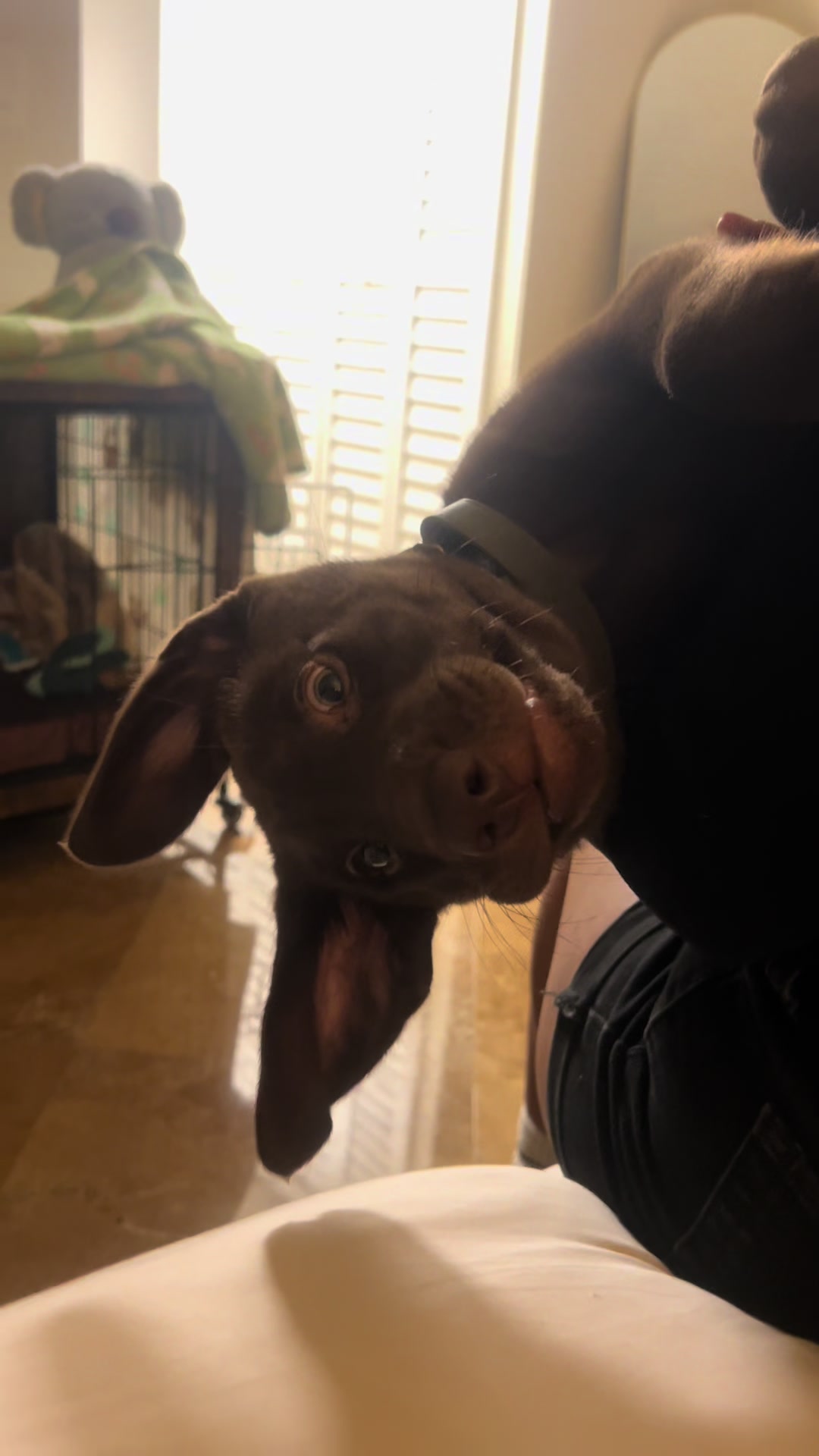 @Apollo the Choc Lab 🤎