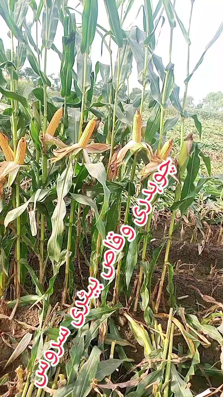 @Ch.waqas