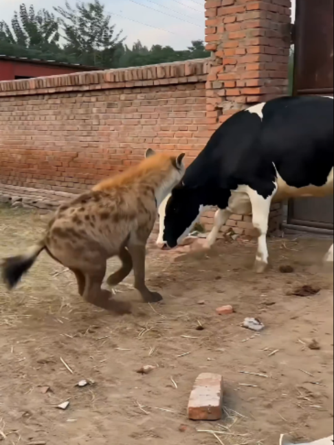 @NutsyFarm