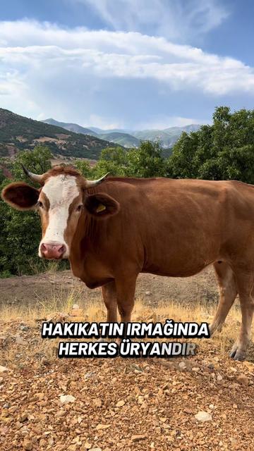@Figen ރ