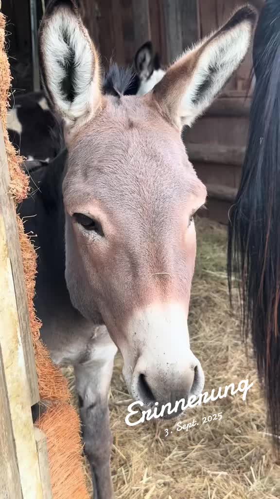 @✨💗