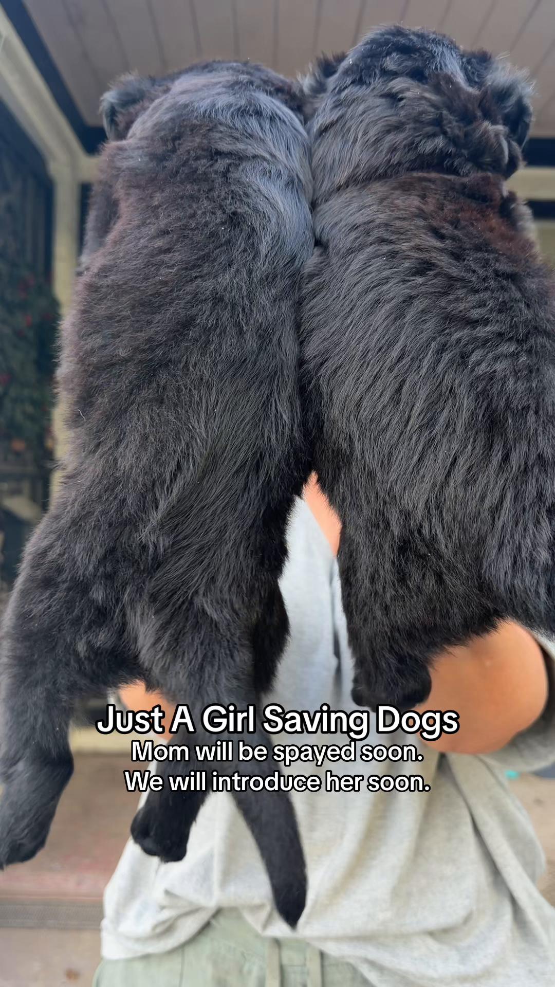 @Just A Girl Saving Dogs