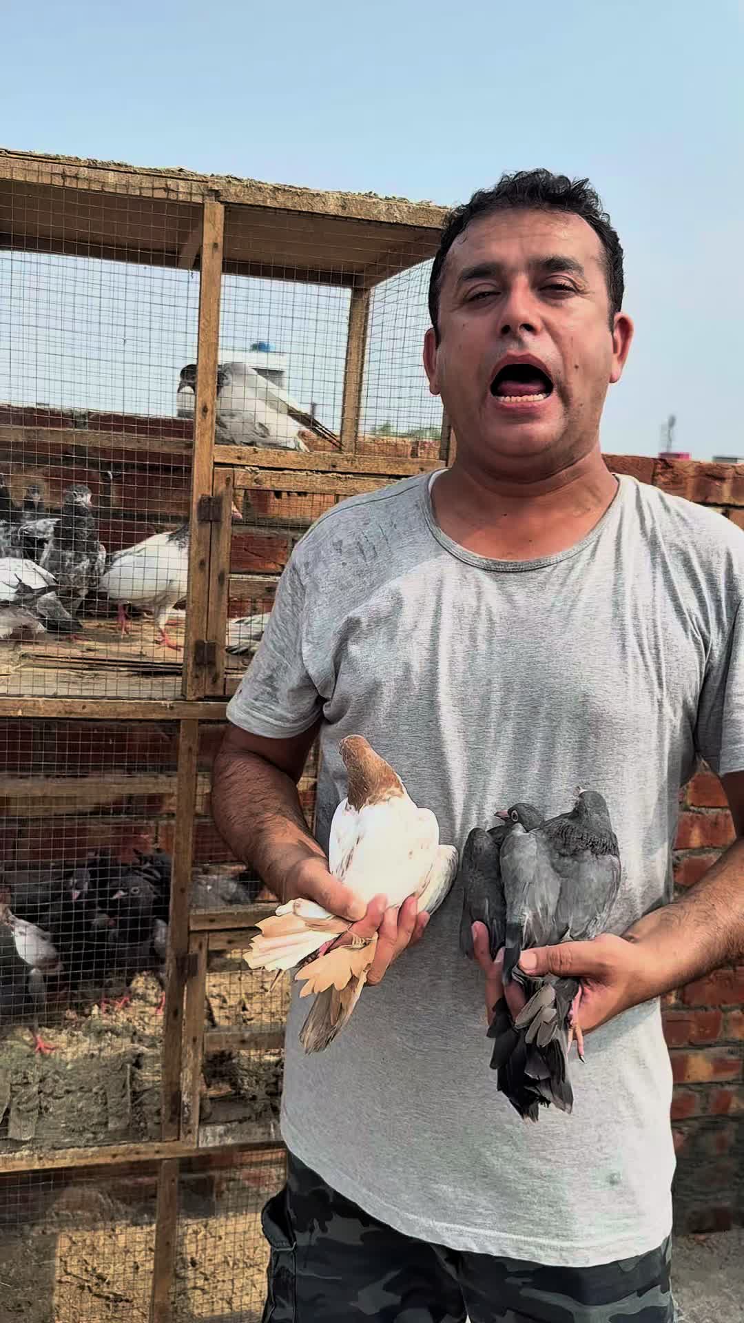 @Lahore Pigeon