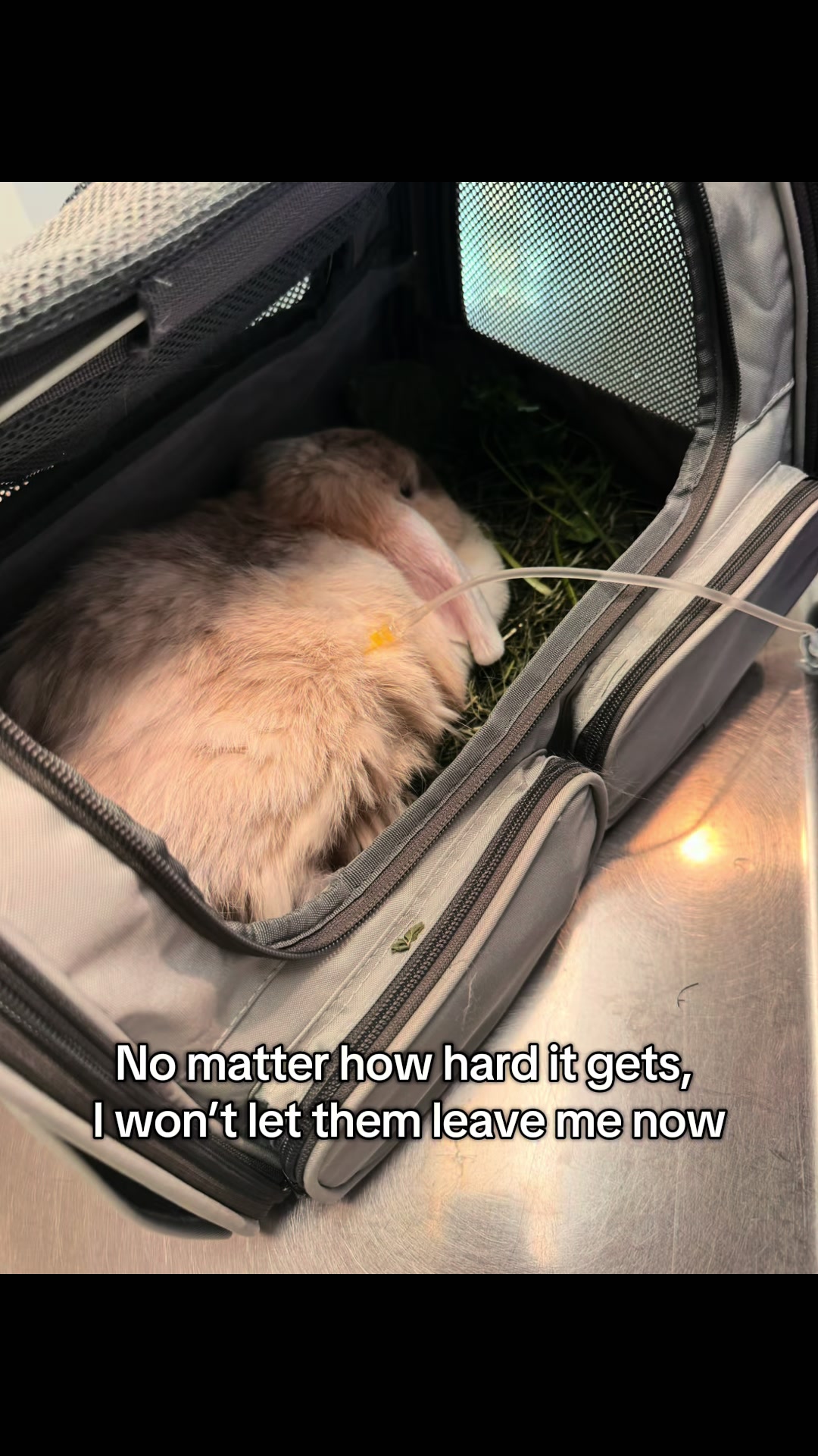 @Buns 🐰🐰