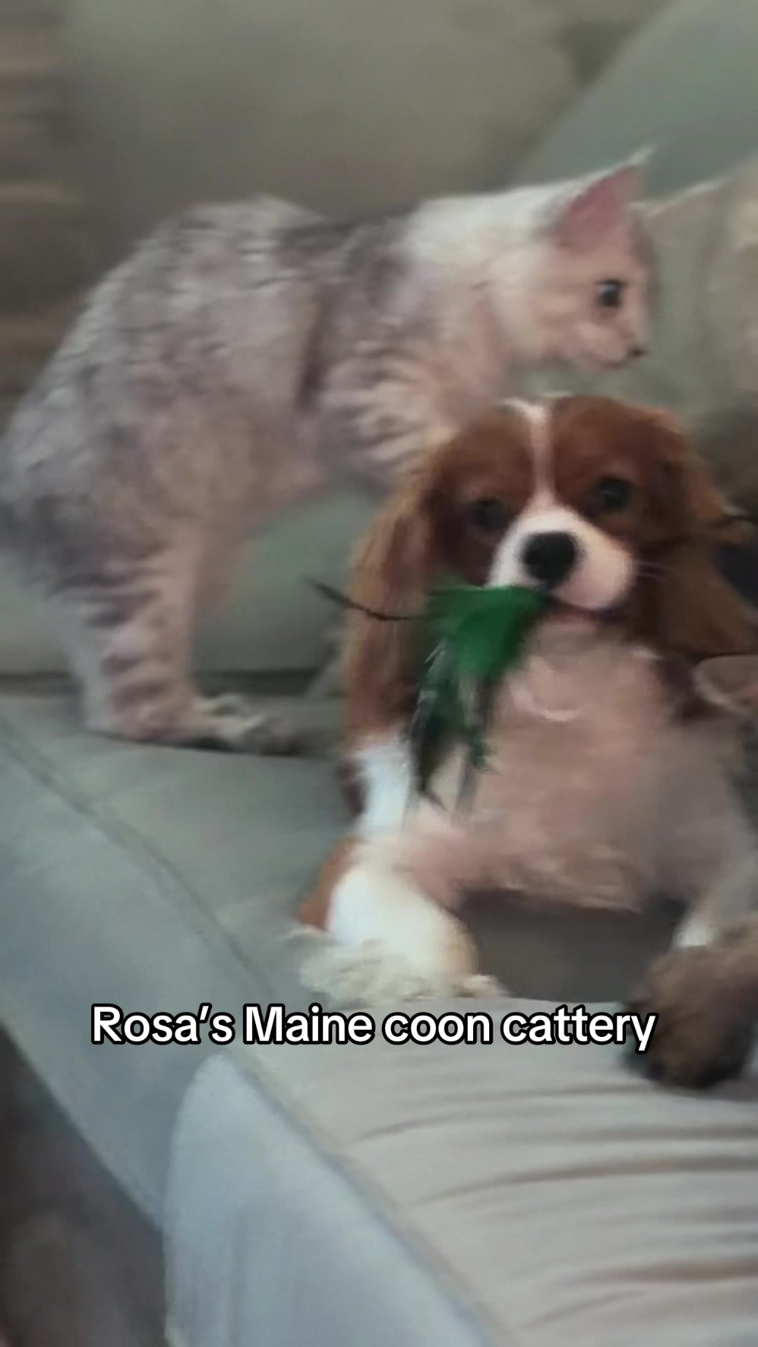@Rosa&rsquo;s maine coon in Texas🧛