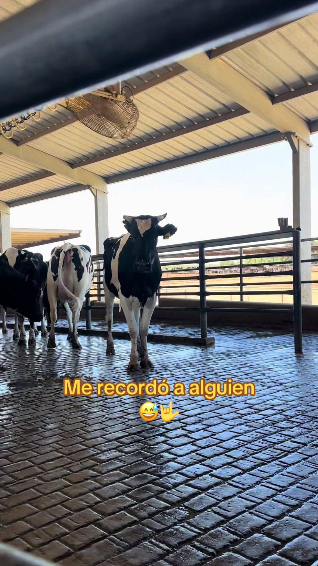 @El chespi🐄
