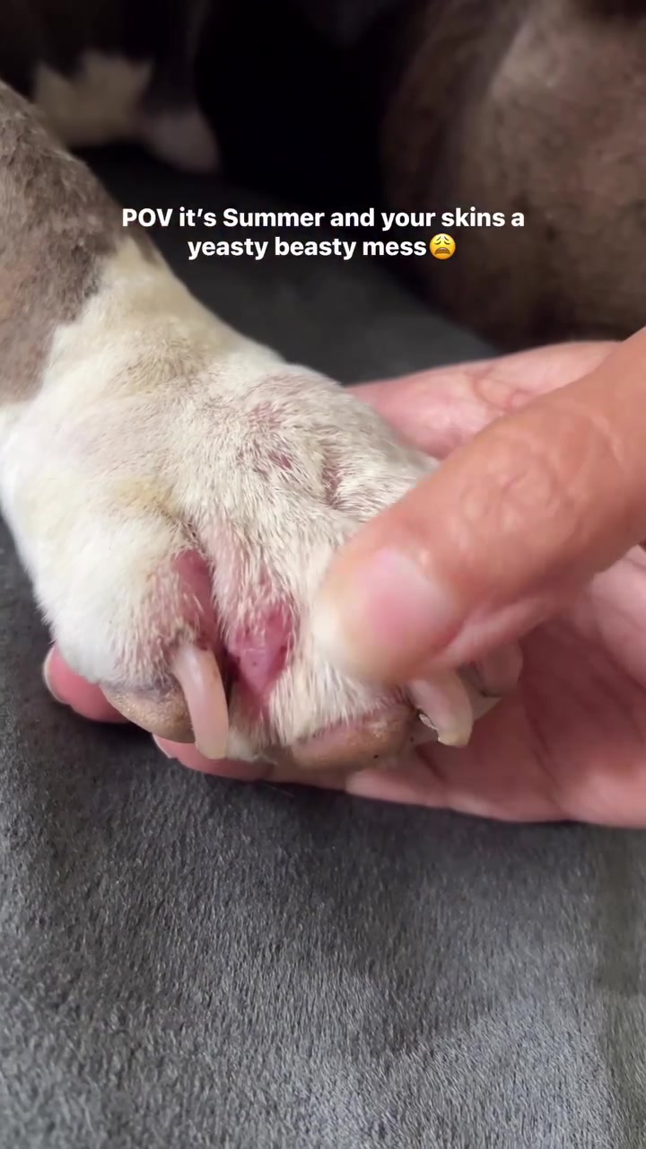 @Gunner | Pocket Bully