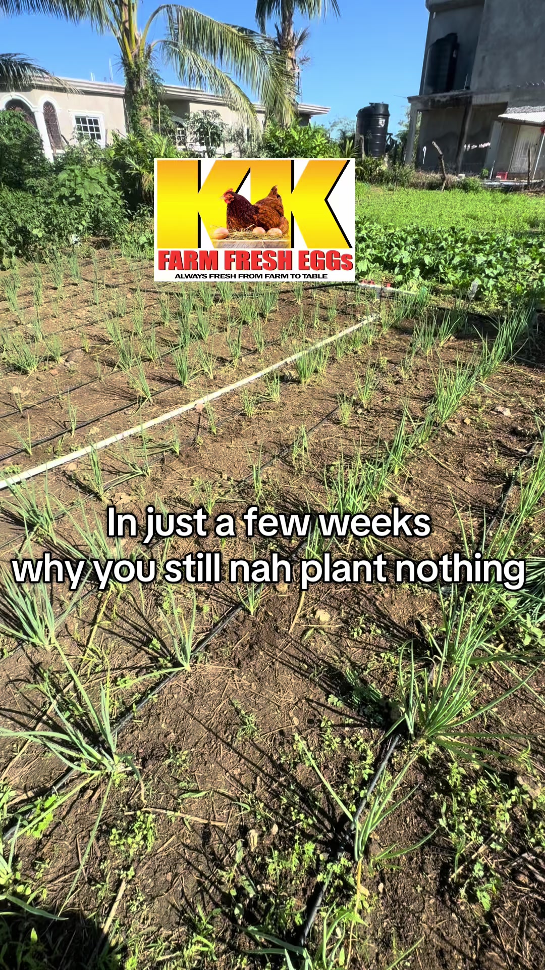 @KK Farm Fresh LTD.🇯🇲