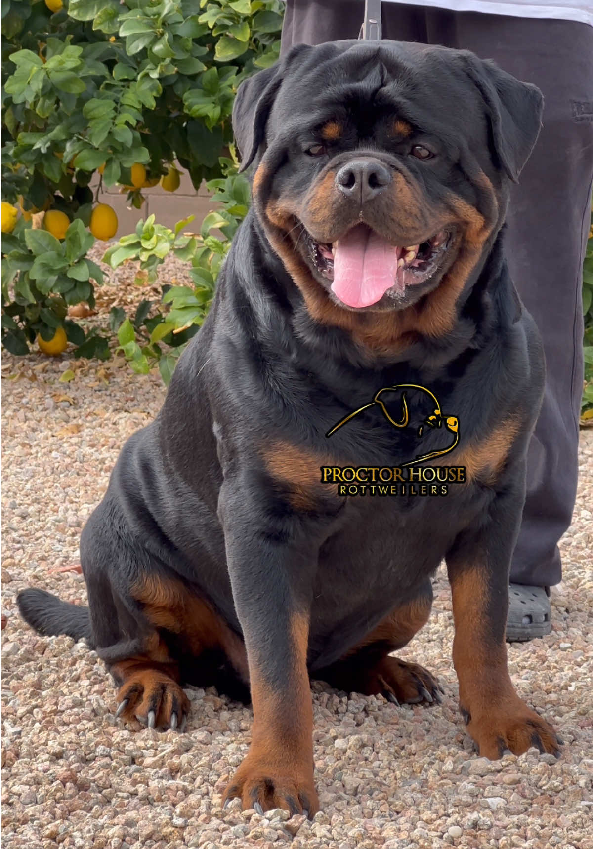 @Proctor House Rottweilers