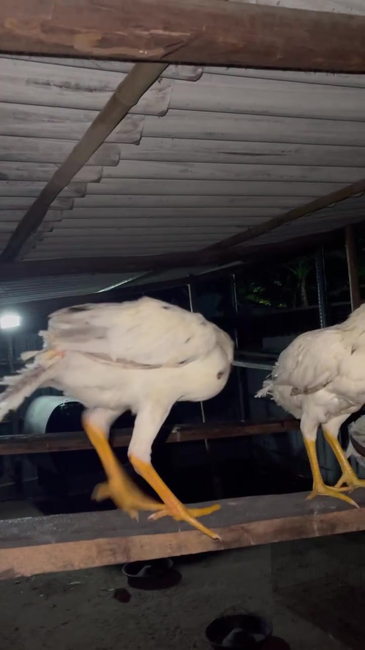 @Quốc Bảo ( baosting)