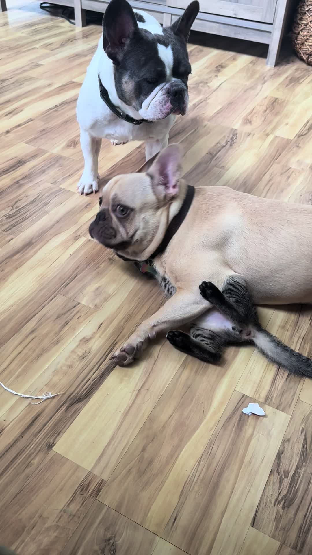 @Alohagoatyoga