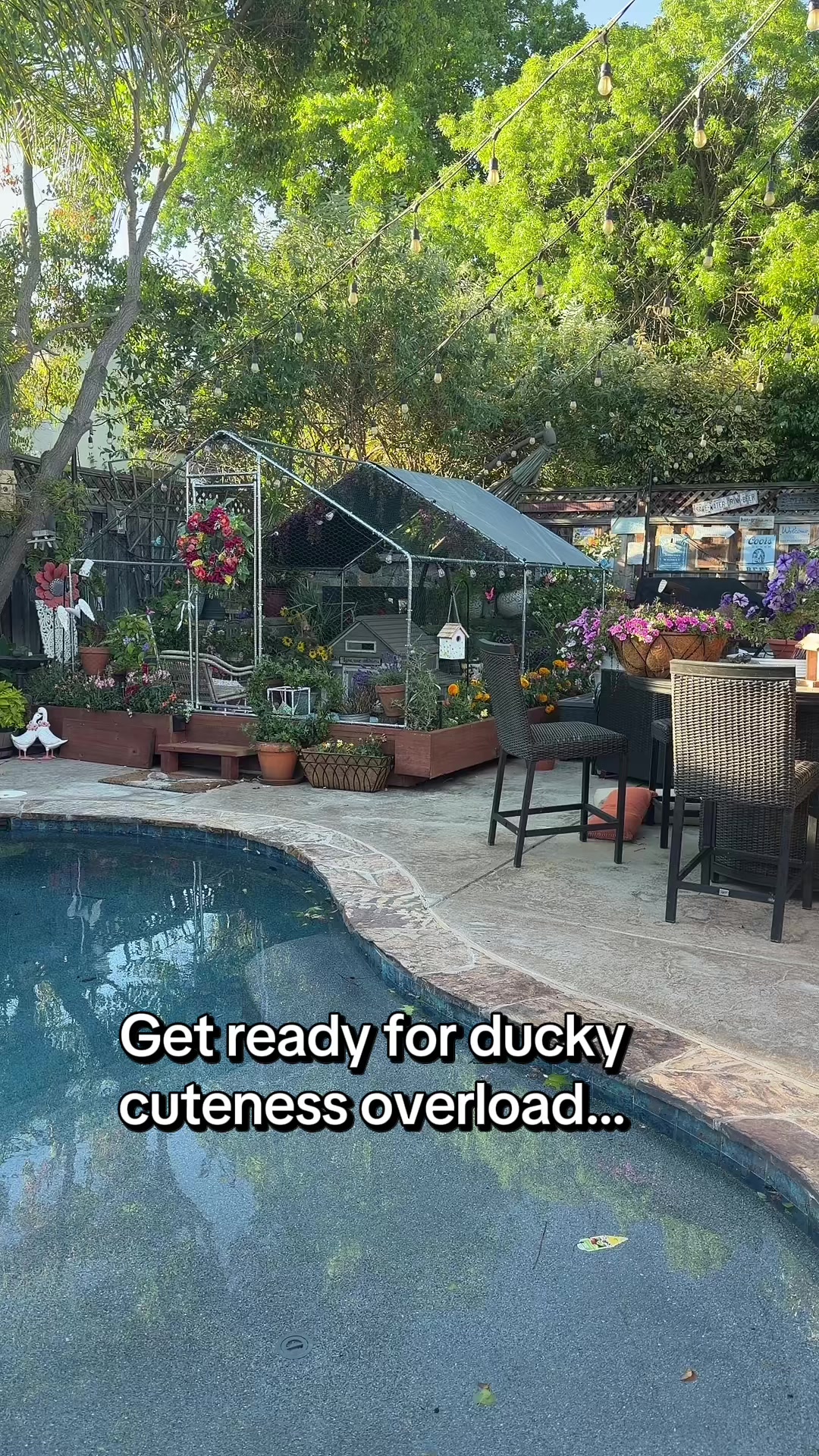 @Sherry&rsquo;s Backyard Sanctuary