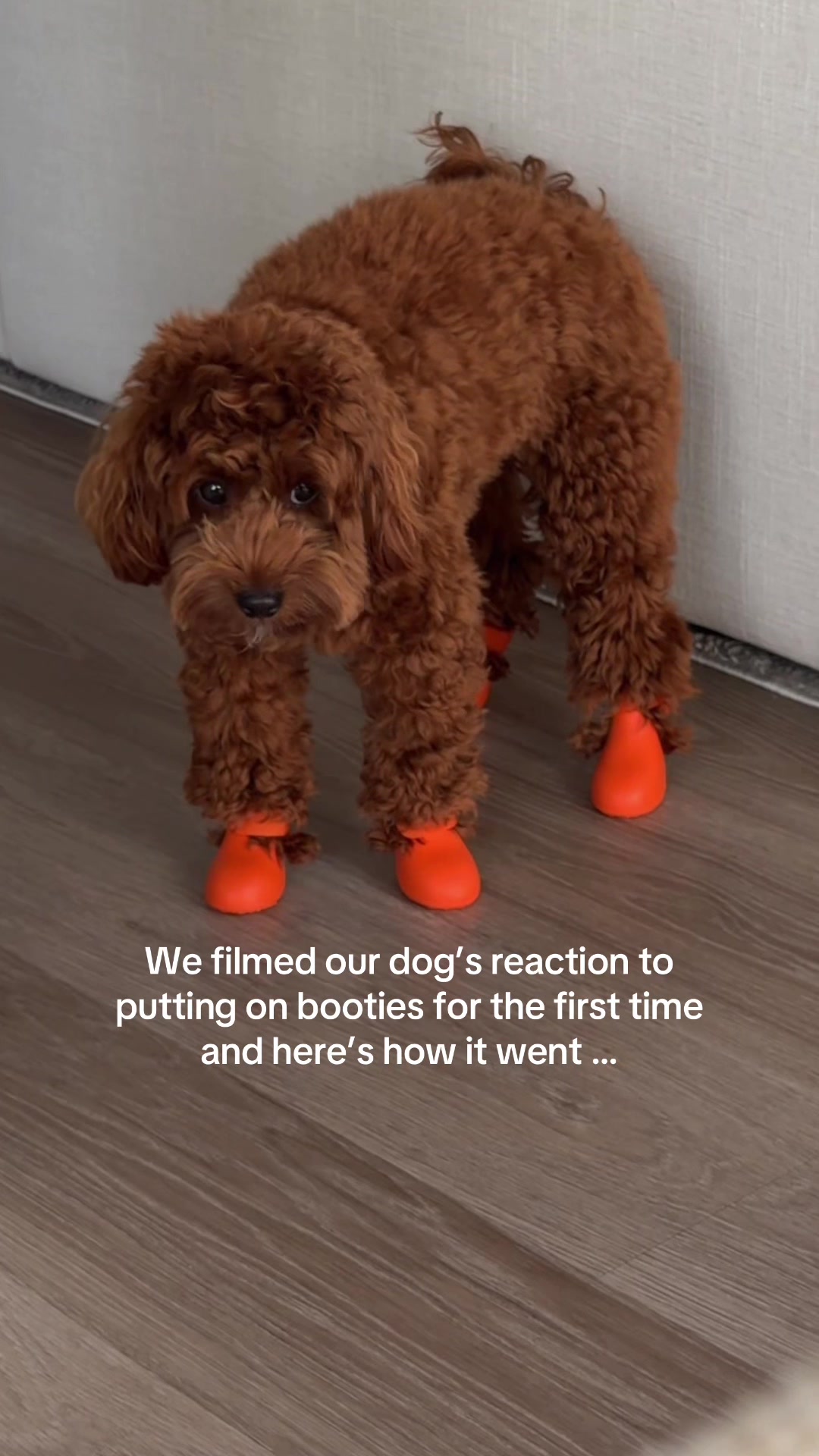 @Lilo The Cockapoo