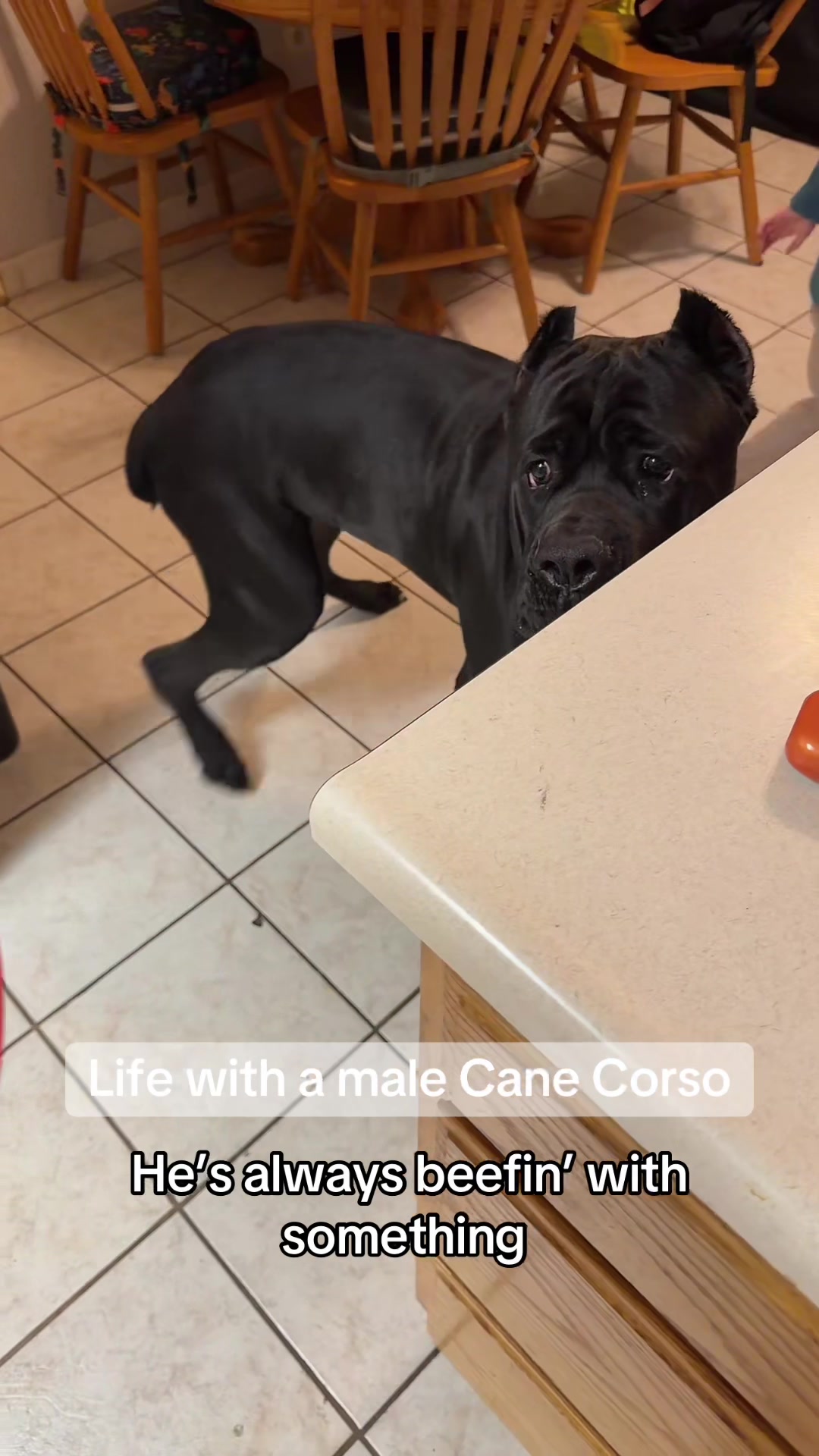 @Bo&rsquo;s Legacy Corsos