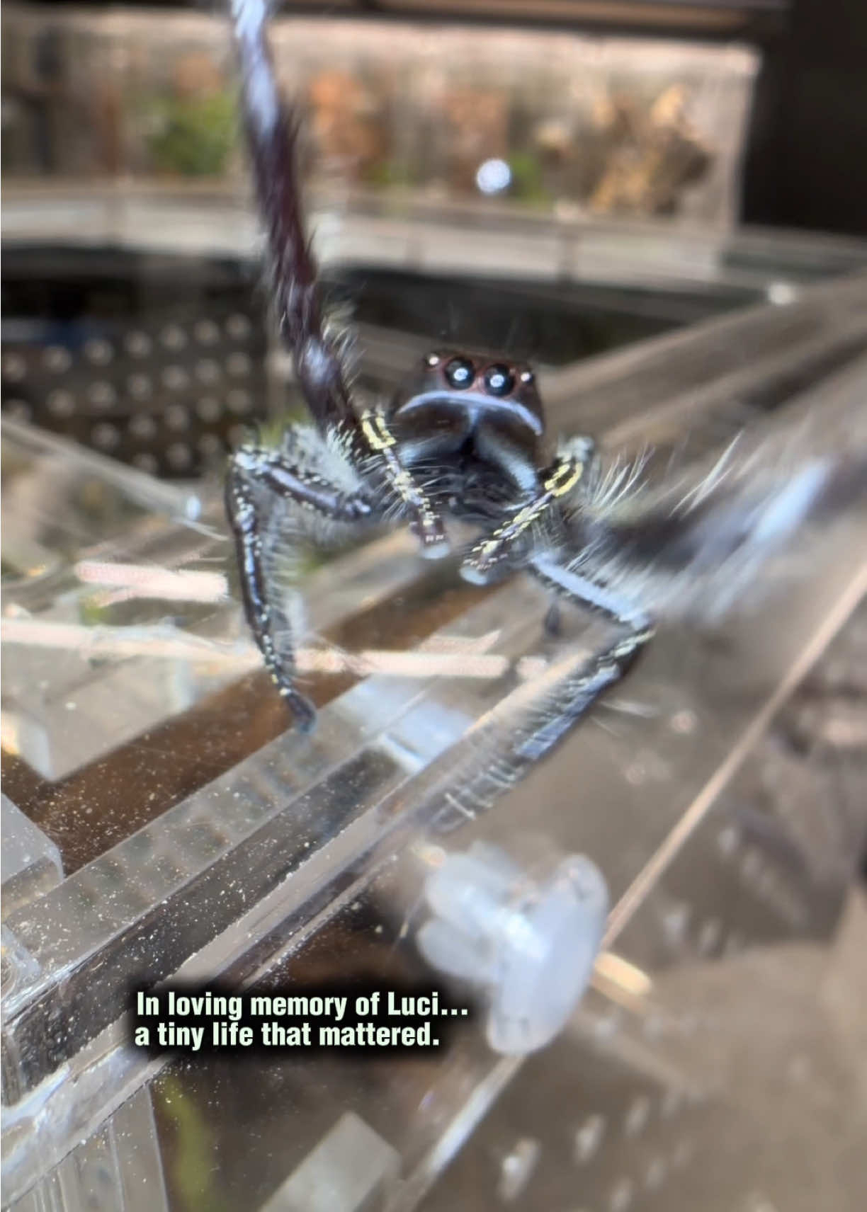 @Spider Conservatory