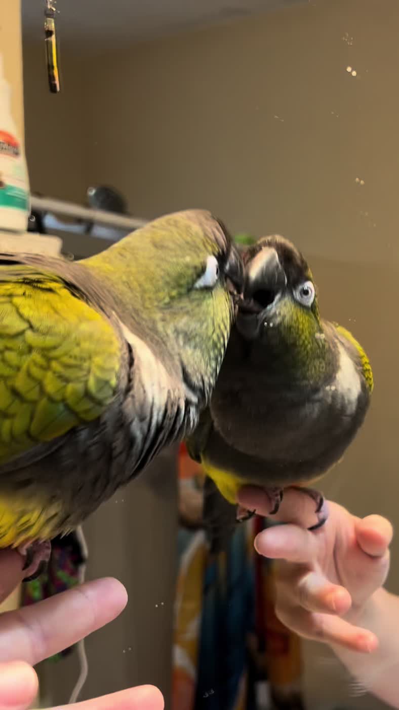 @Rain Blossom Birds