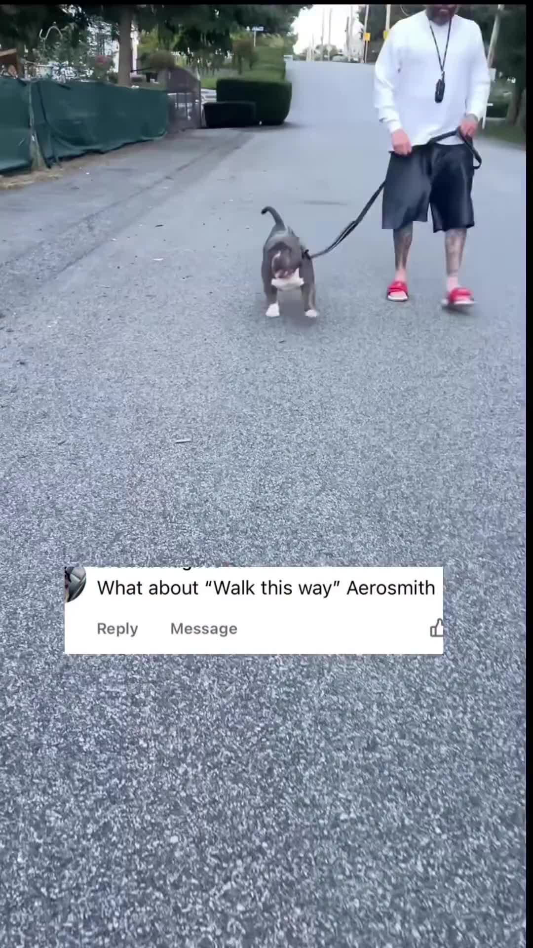 @Gunner | Pocket Bully