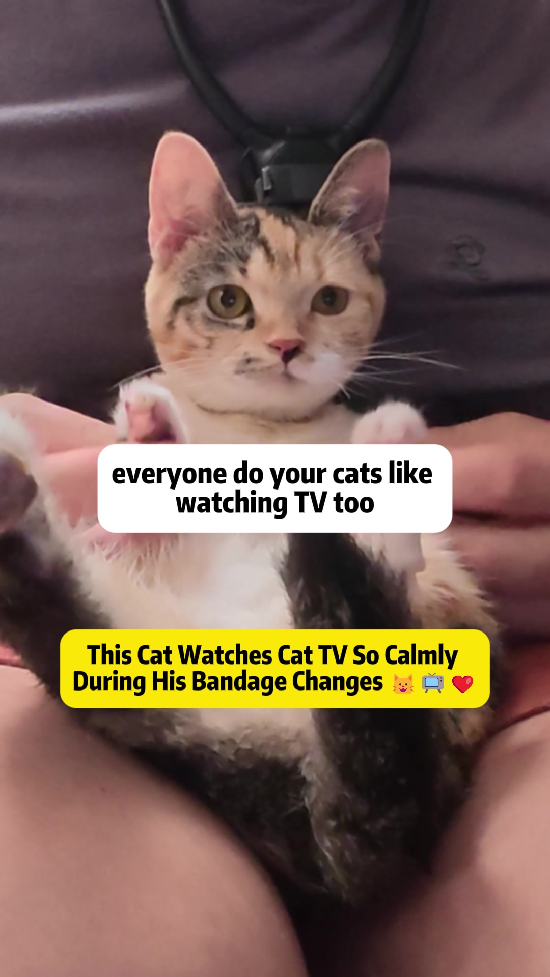 @Stray Cat Talkz