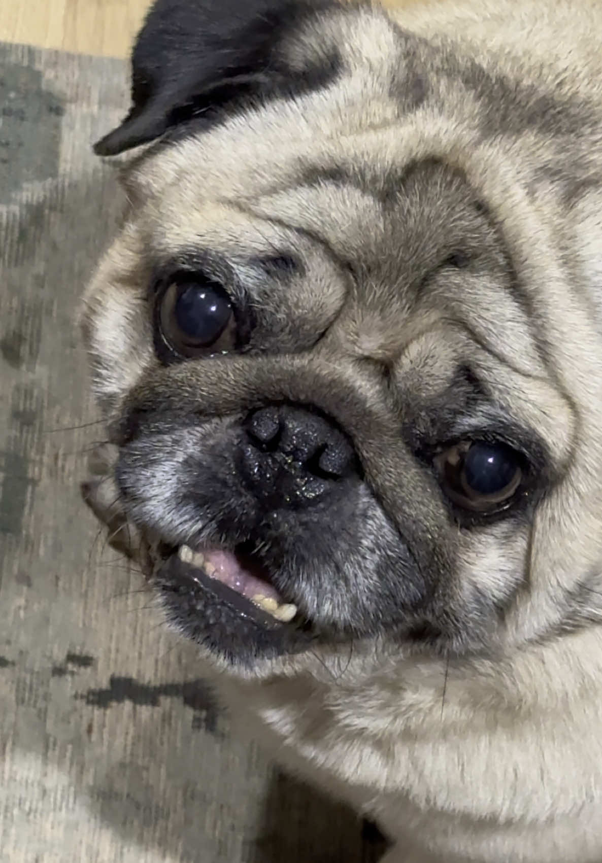 @Pug_bulka