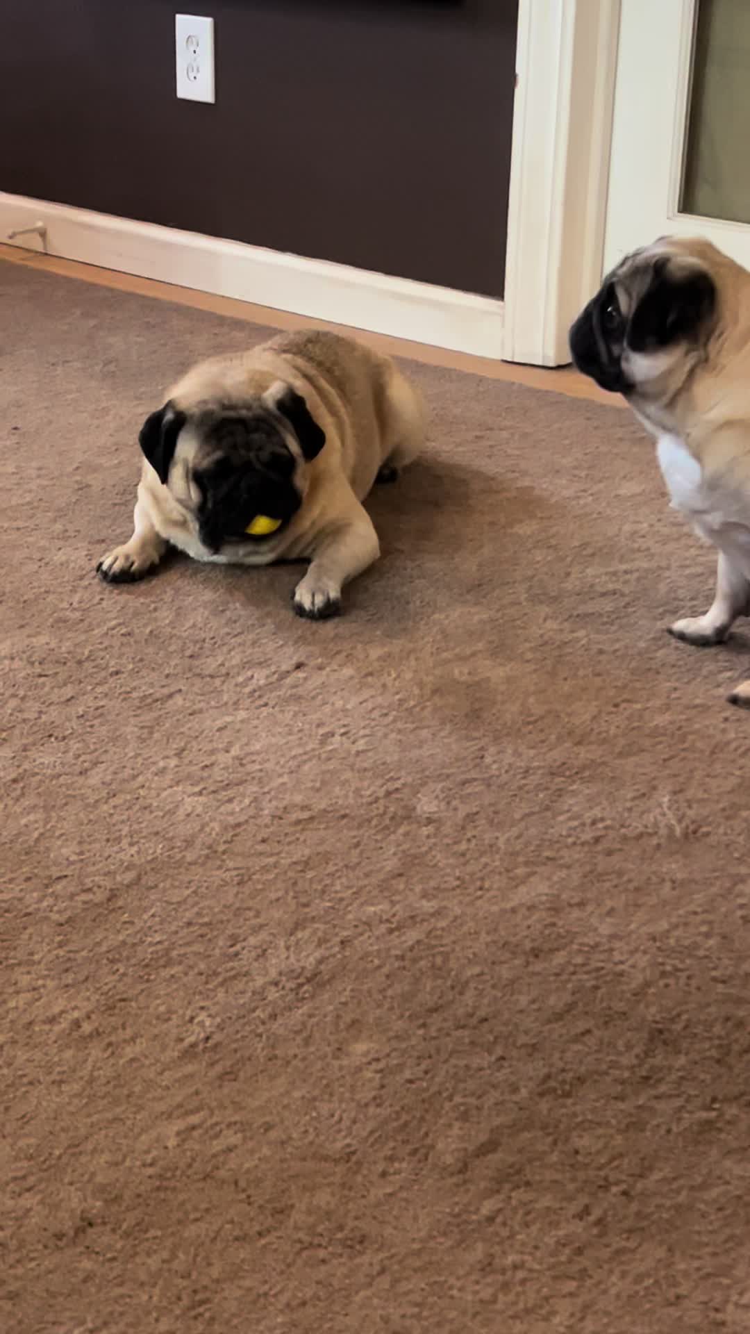 @Pugaddict