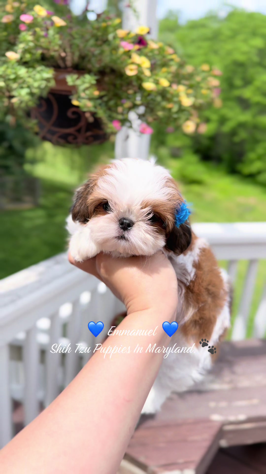 @Shih Tzu Puppies in Maryland
