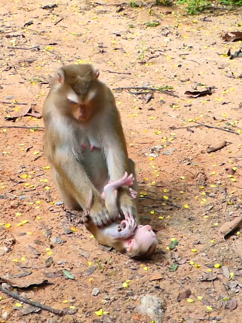 @Monkey Discovery