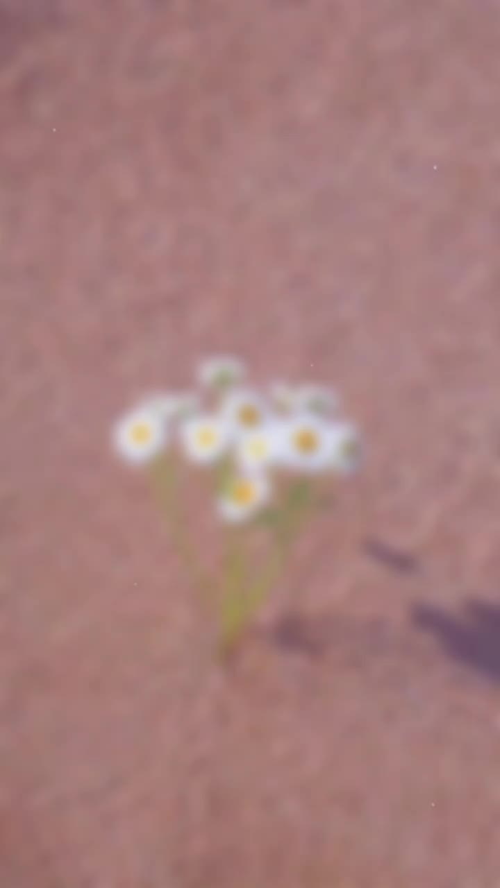 @Haniz6683 🧚