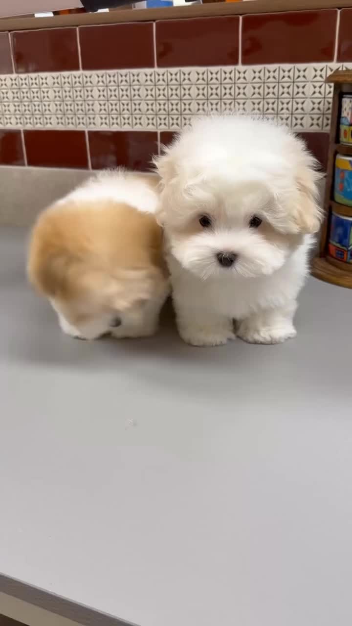 @Teacup puppies