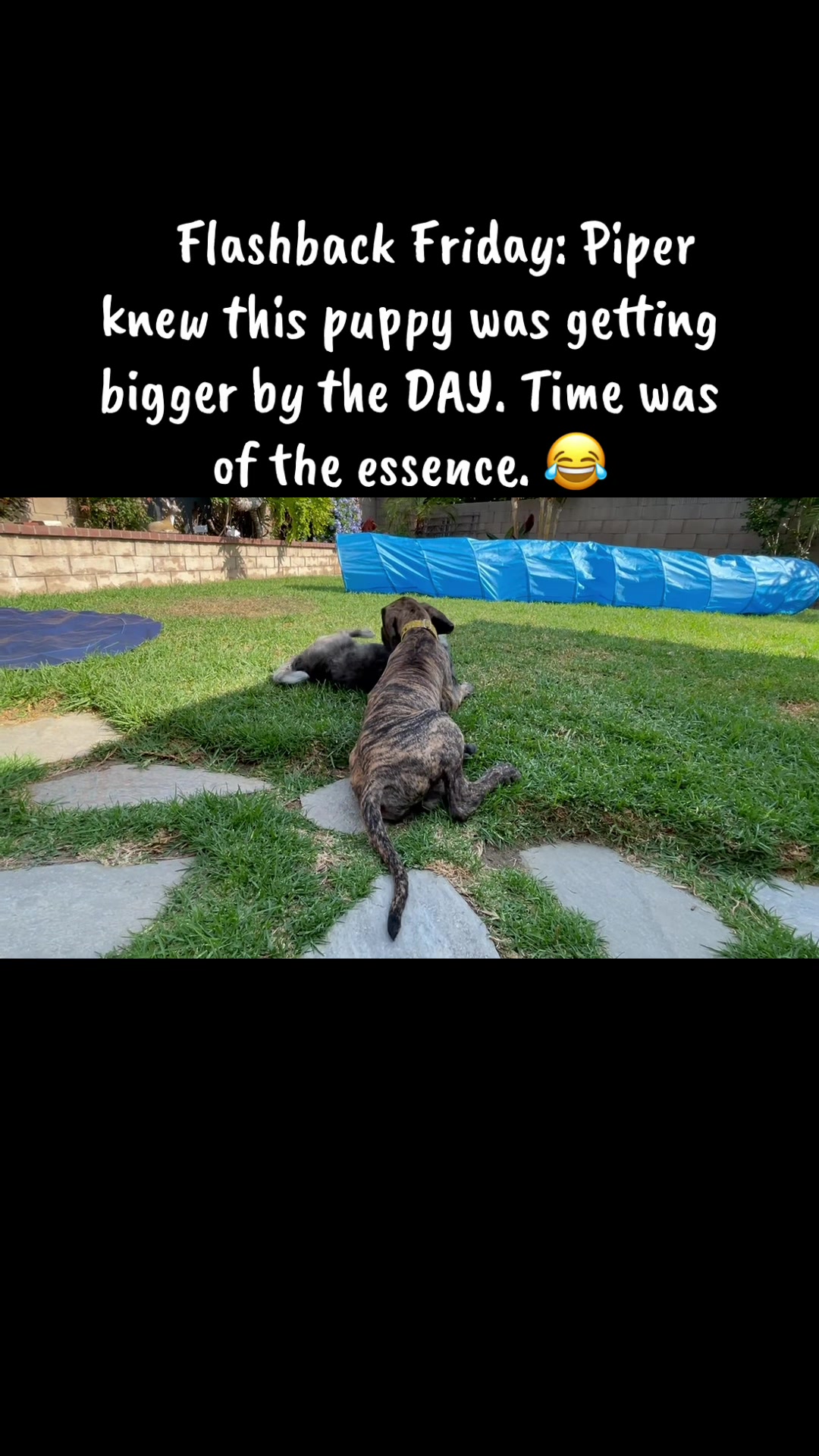 @Anders Bees Knees Great Dane