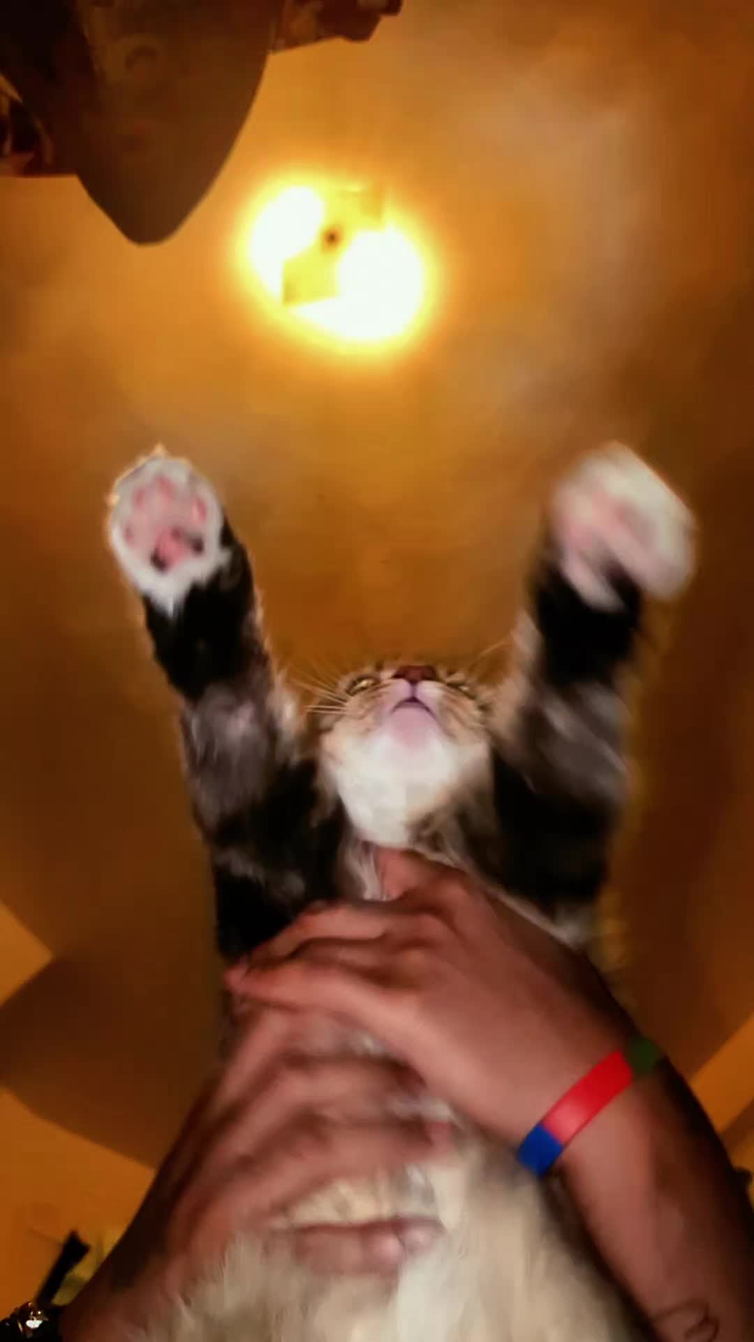 @Harry Styles the cat 😺😺