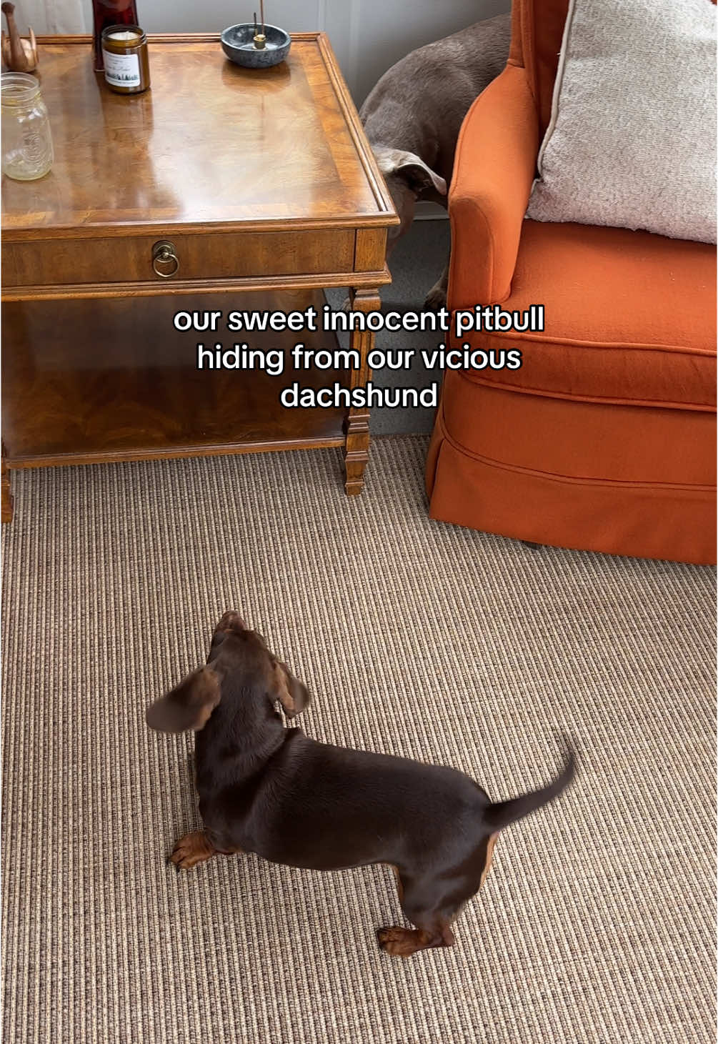 @rhubarb the doggo
