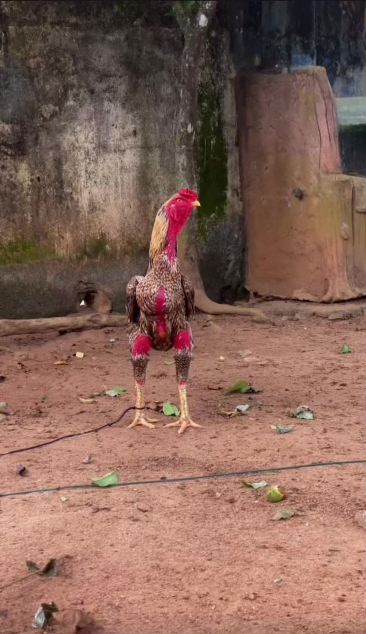 @DT ADUKALAM