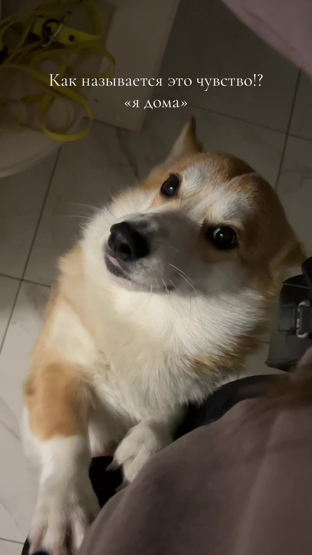 @corgimom.alntz