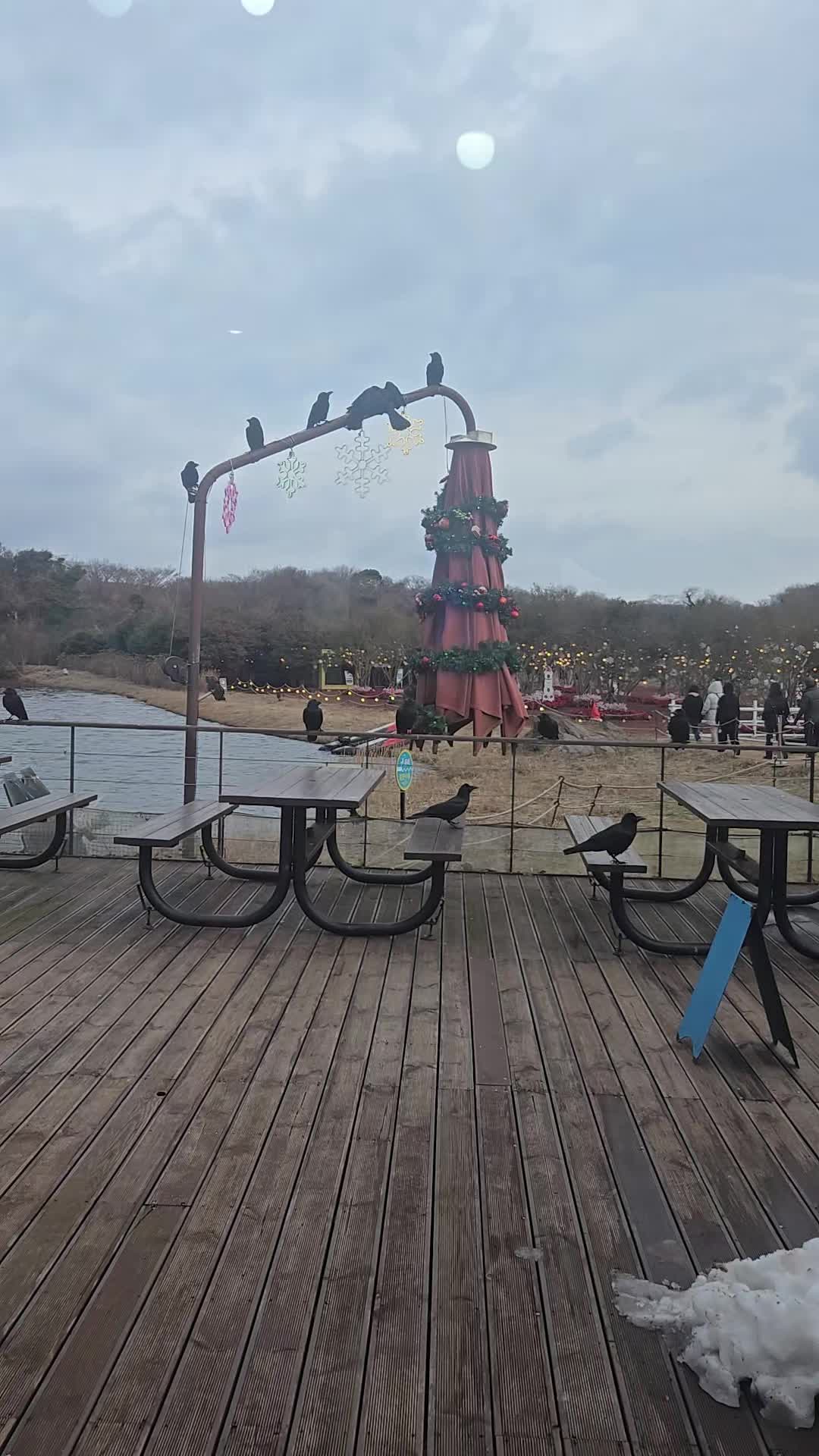 @쑥부쟁이