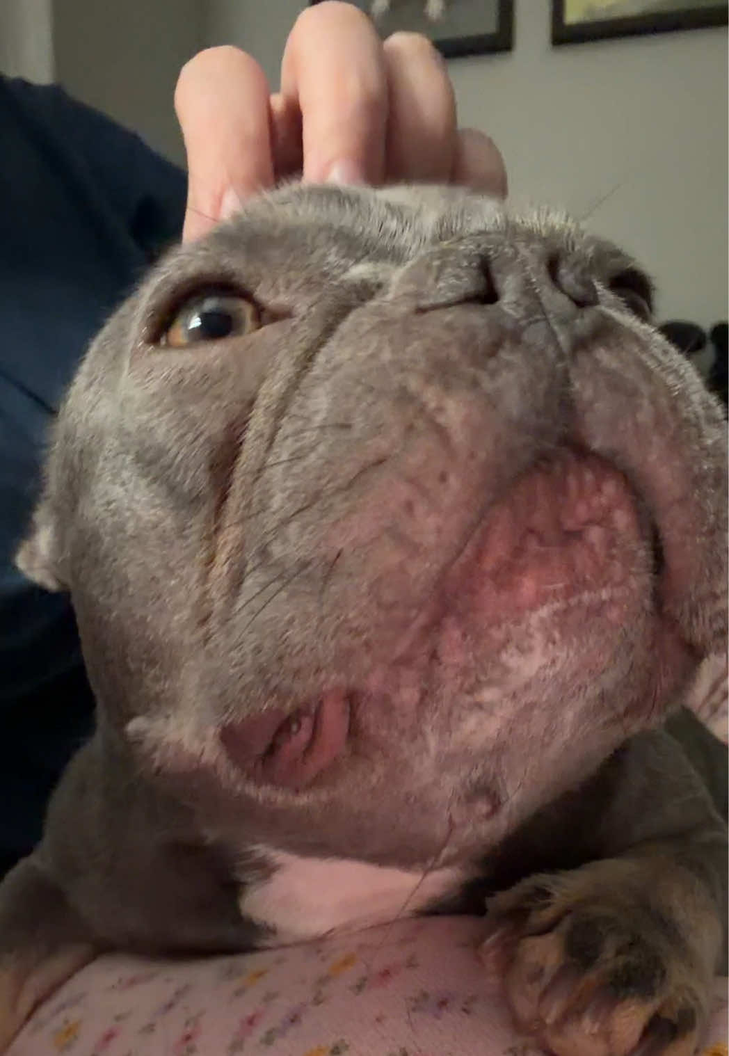 @Arwen the adorable Frenchie