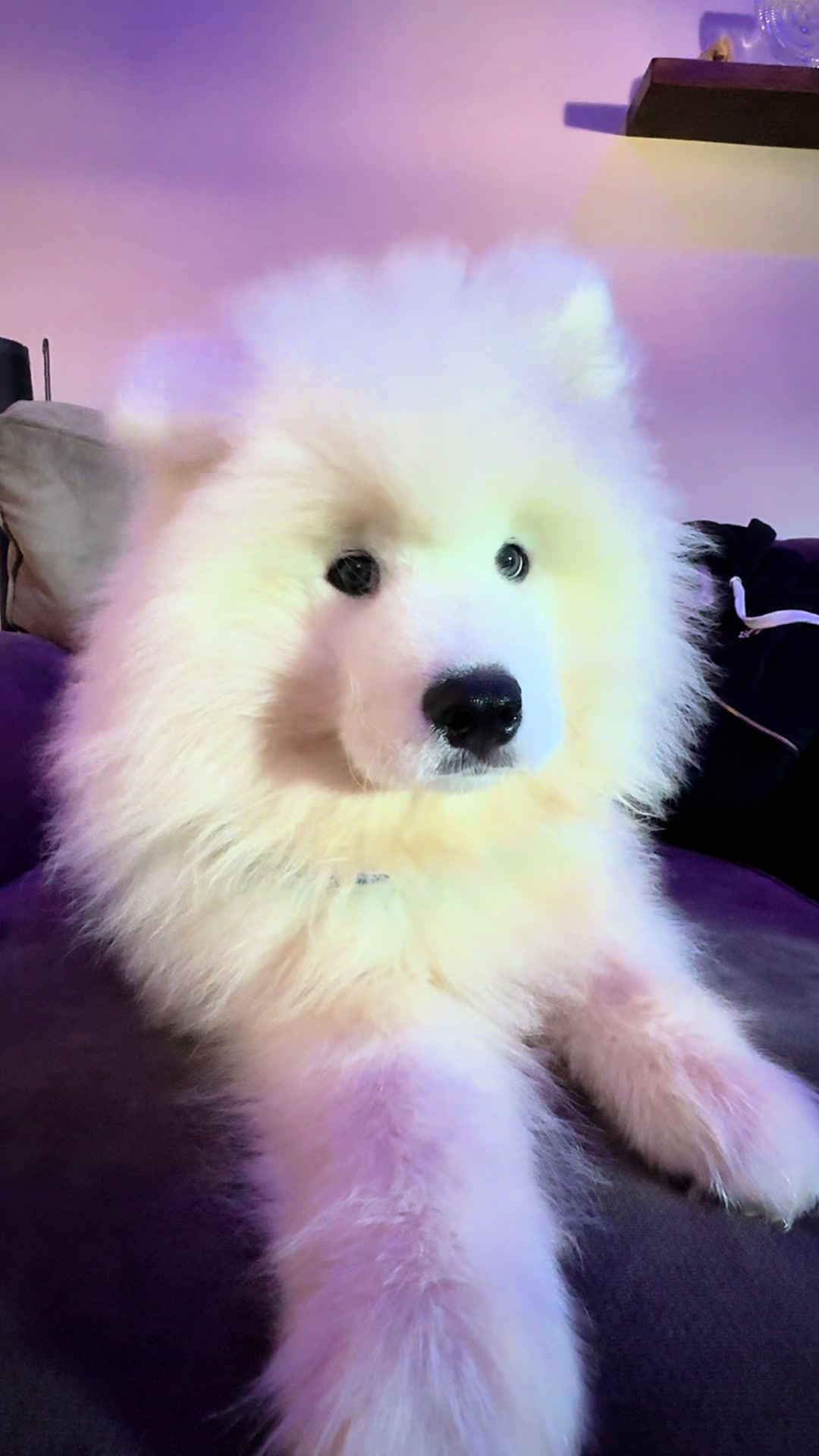 @Mishka the Samoyed