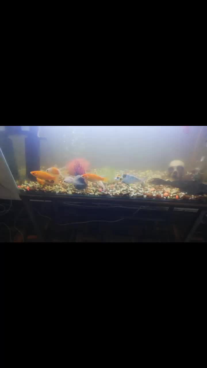 @BALO'S AQUARIUMS