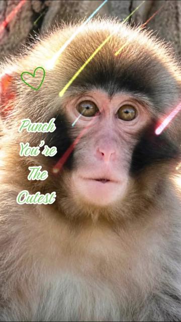@𝓢𝓷𝓲𝓬𝓴𝓼 🐒