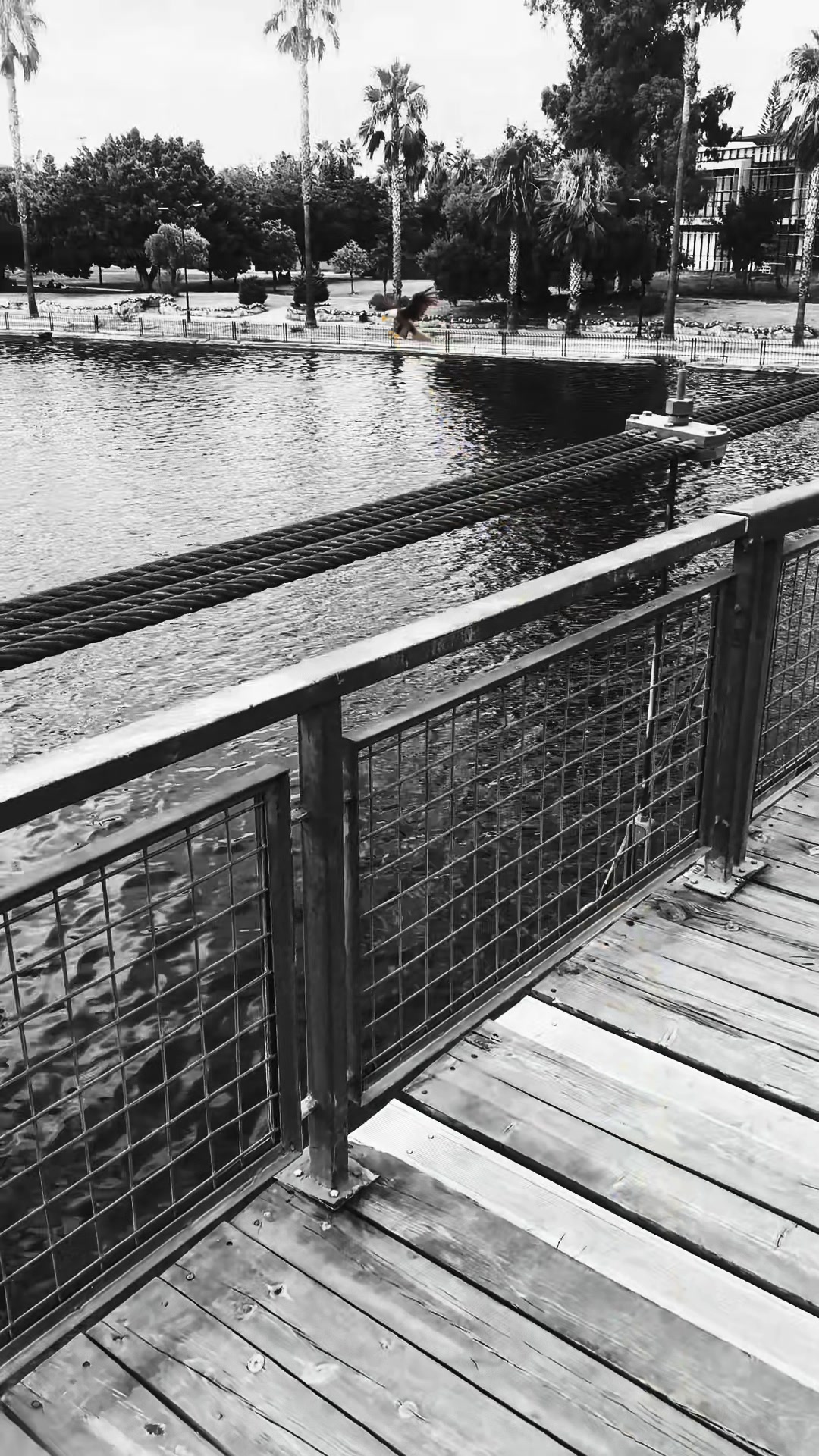 @𝒟𝐼̇𝒴𝒜𝑅🪽