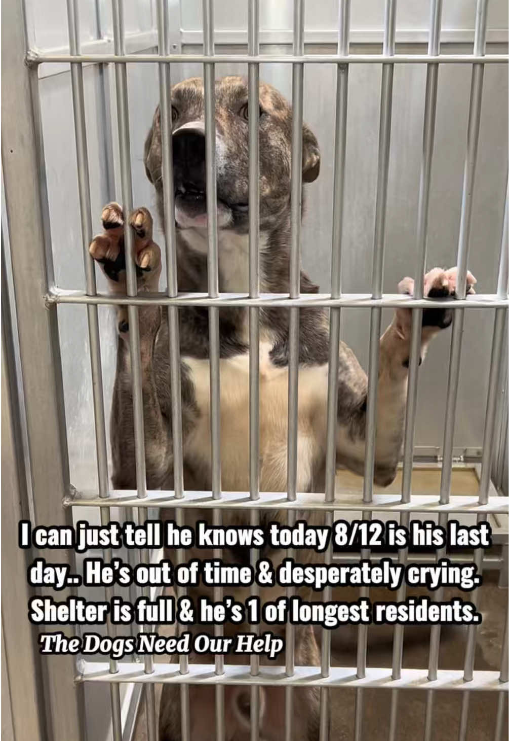 @The Dogs Need Our Help