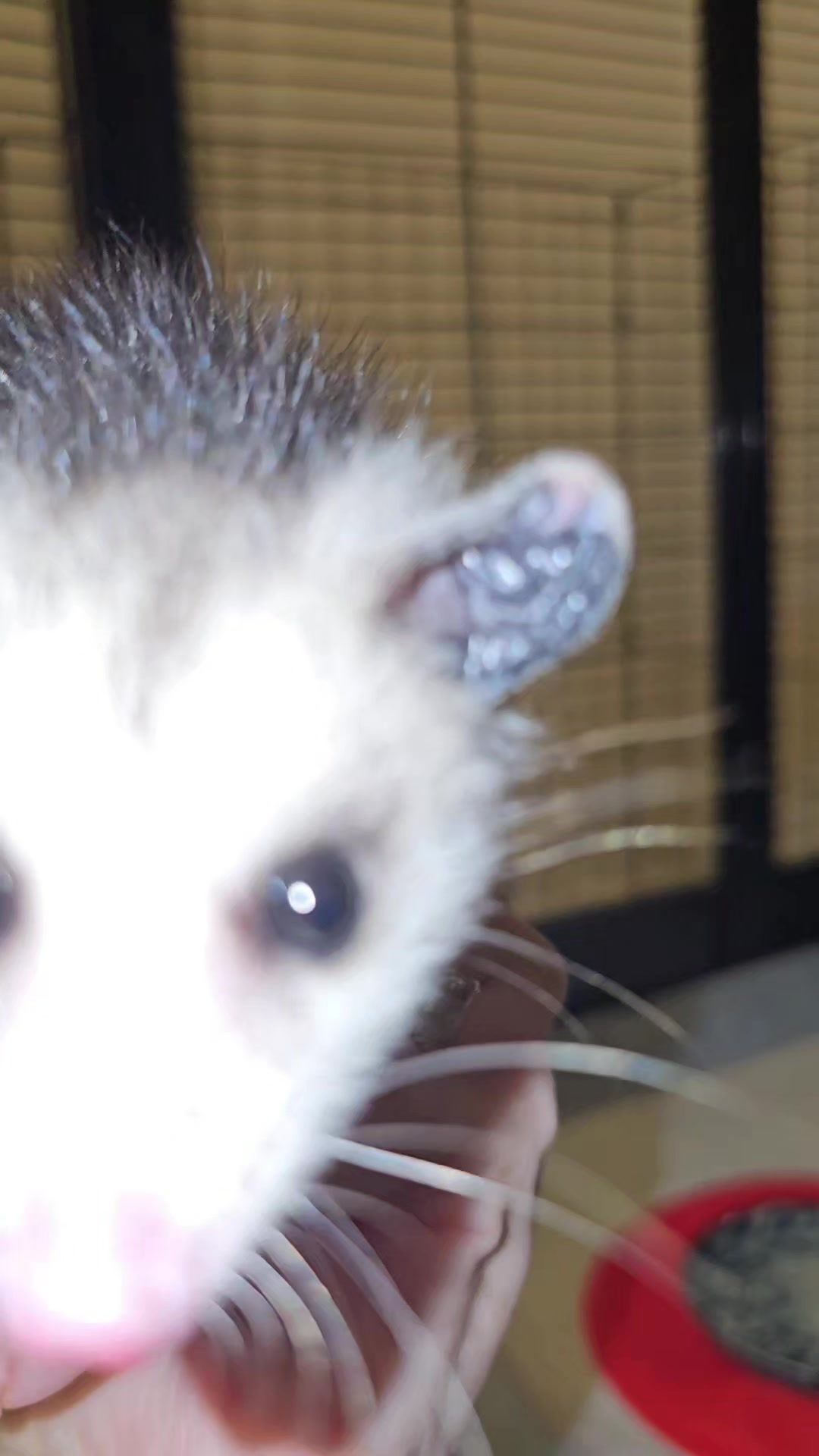@OPOSSUMDAWGMOM