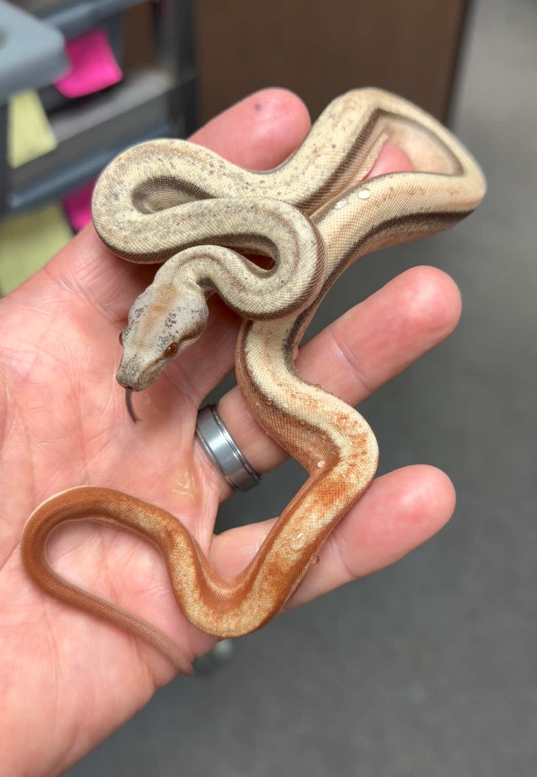 @Snake Country