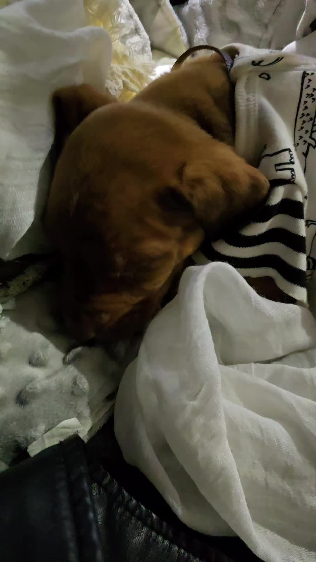 @Jasper_The_Dobiehoula