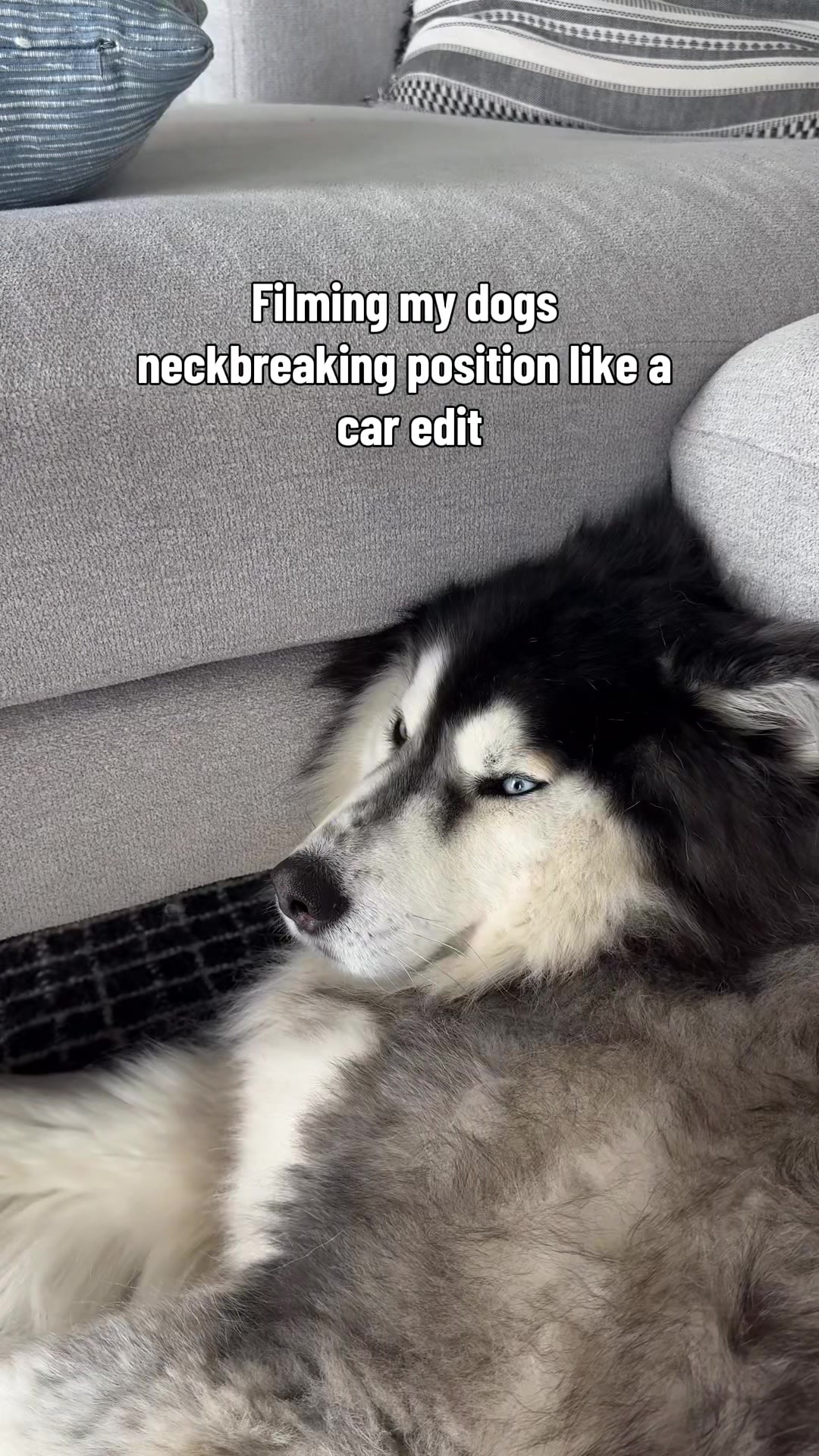@Winnie & Wookie🐾