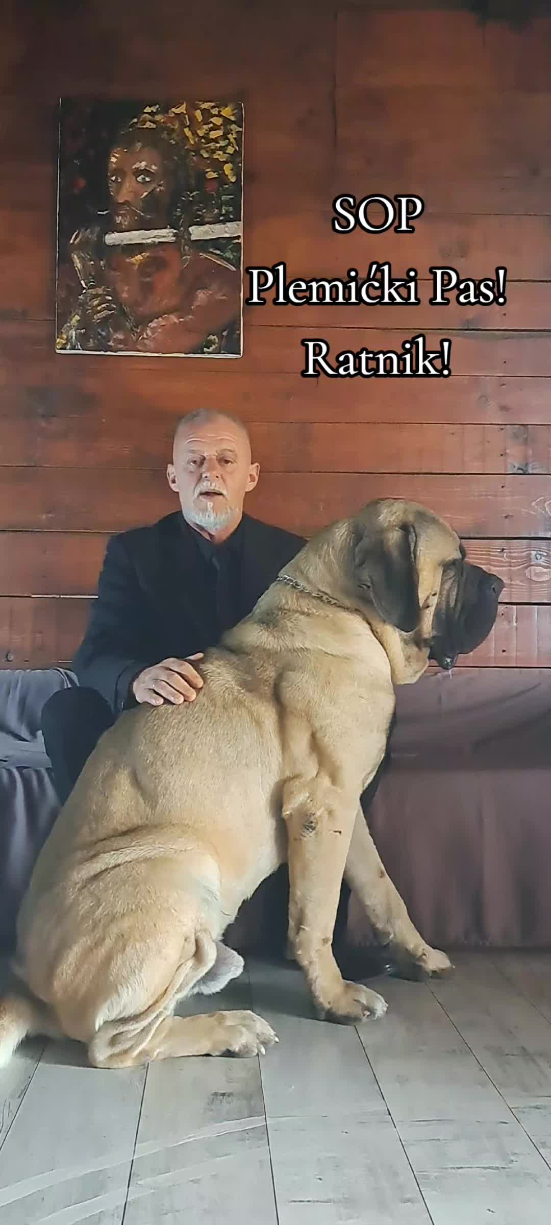 @Plemićki pas Srpski mastif