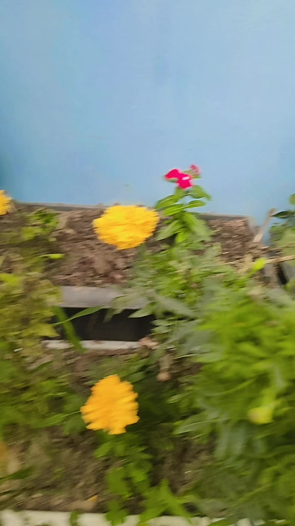 @pramiladulal422❤️❤️🧿🧿