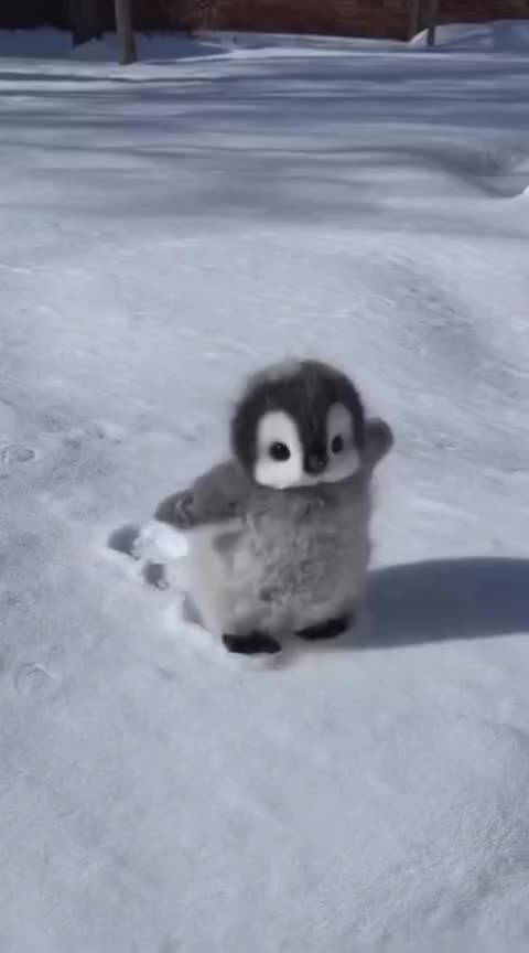 @animolfacts