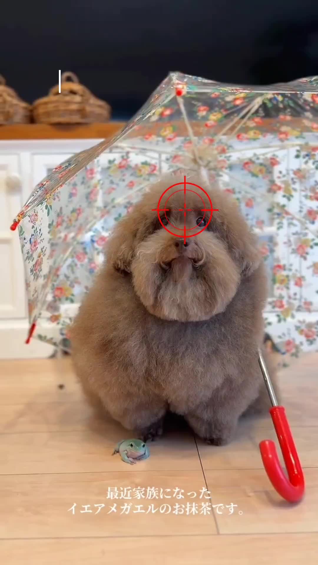 @ипучи